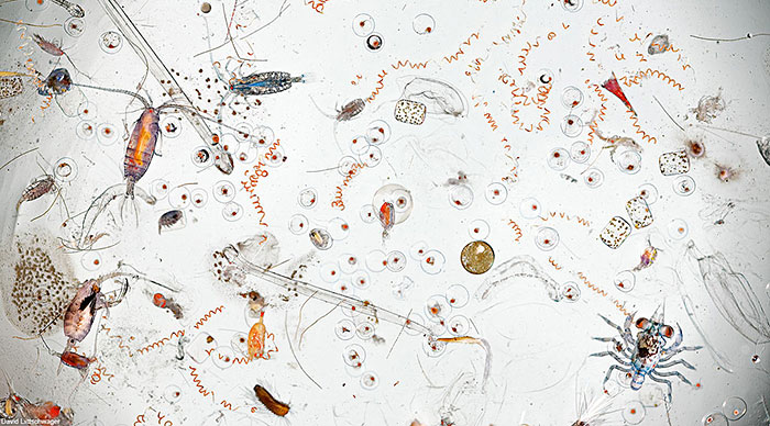 This Is How A Single Drop Of Seawater Looks Magnified 25 Times