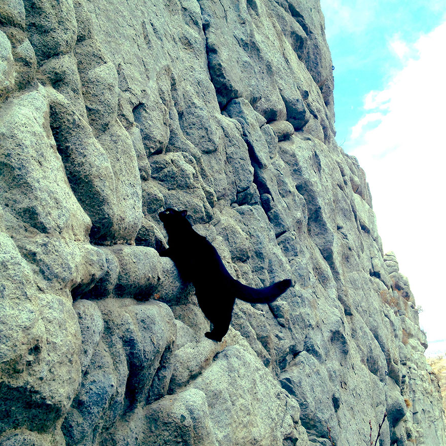 My Adopted Cat Is The Best Climbing Partner Ever