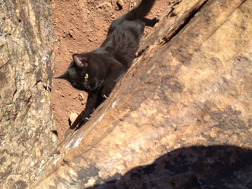 My Adopted Cat Is The Best Climbing Partner Ever