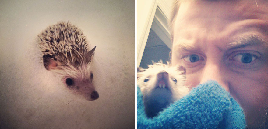 After Losing A Tooth, Norman The Hedgehog Became An Internet Celebrity