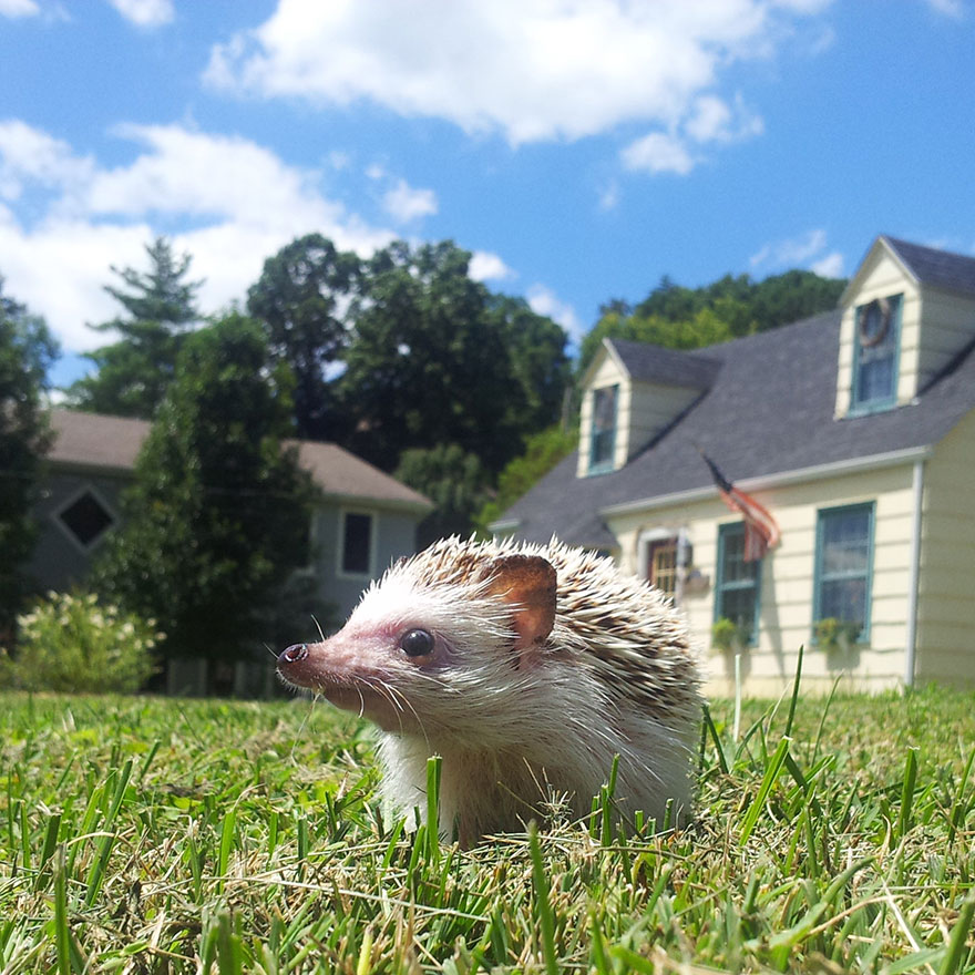 After Losing A Tooth, Norman The Hedgehog Became An Internet Celebrity