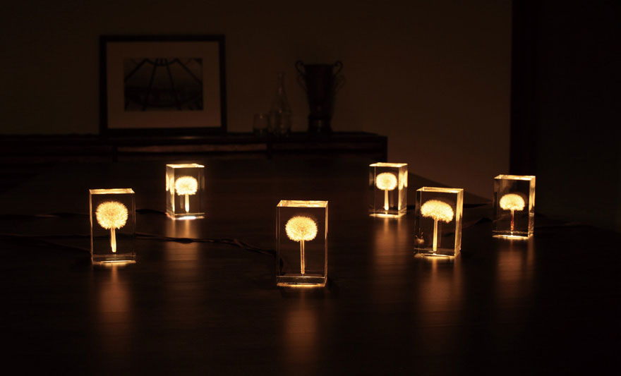 REAL Dandelions Turned Into Gorgeous OLED Lights by Takao Inoue