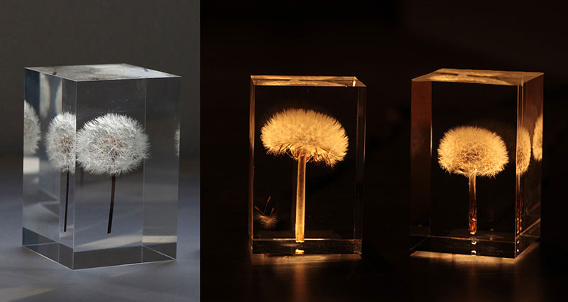 REAL Dandelions Turned Into Gorgeous OLED Lights by Takao Inoue