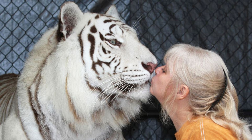 This Woman Keeps Two Pet Tigers In Her Backyard - And They're As Loving And Playful As Kittens