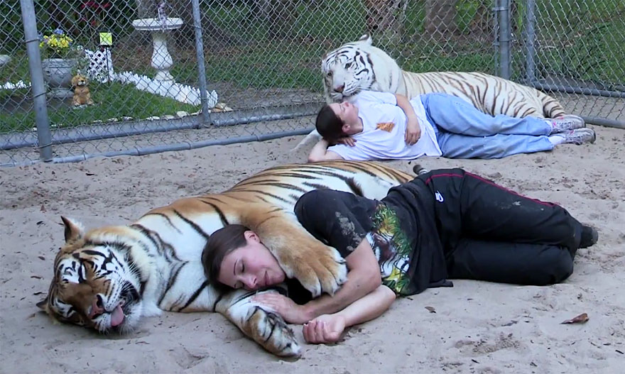 This Woman Keeps Two Pet Tigers In Her Backyard - And They're As Loving And Playful As Kittens