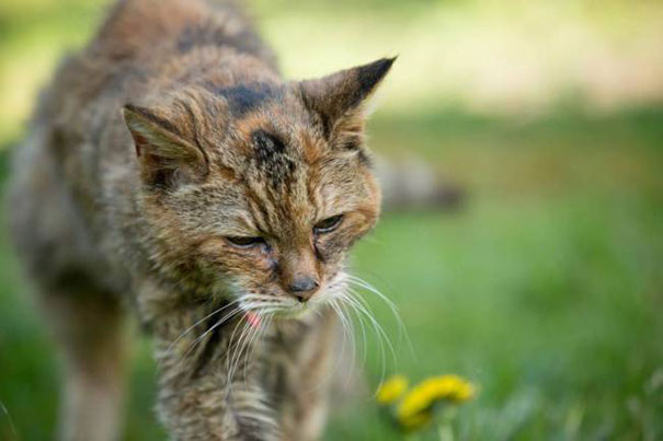 Meet Poppy: At 24, She's The World's Oldest Cat (That's 114 in Human Years)