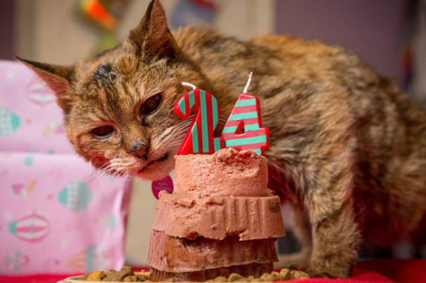 Meet Poppy: At 24, She's The World's Oldest Cat (That's 114 in Human Years)