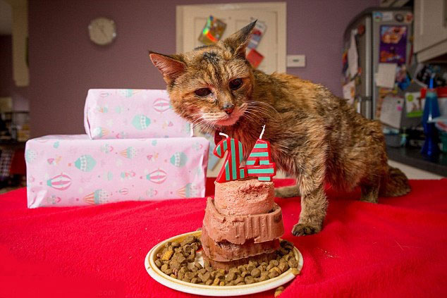 Meet Poppy: At 24, She’s The World’s Oldest Cat (That’s 114 in Human Years)