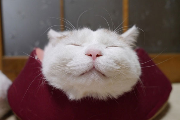 Shironeko Is The Happiest And Sleepiest Cat Ever