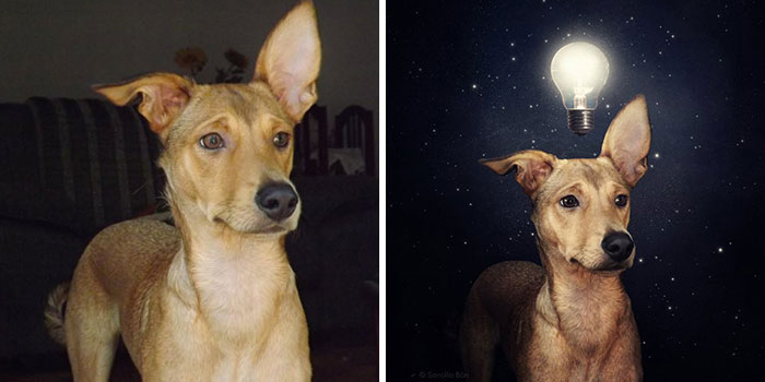 Artist Creates Surreal Pictures With Shelter Dogs To Help Find Them New Homes
