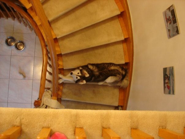 This Husky Raised By Cats Acts Like A Cat