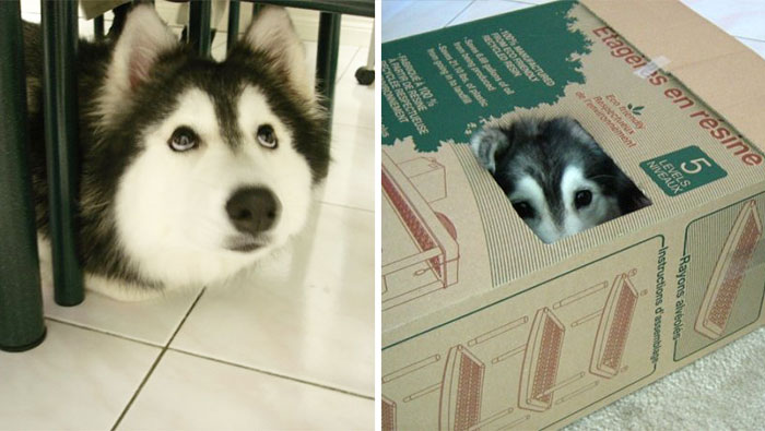 This Husky Raised By Cats Acts Like A Cat