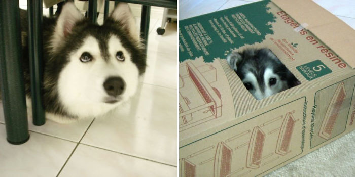 Husky Raised By Cats Acts Like A Cat 