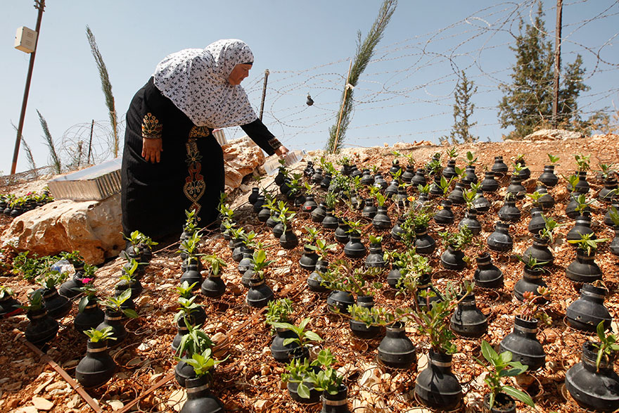 Palestinian Woman Plants Flowers In Israeli Army Tear Gas Grenades