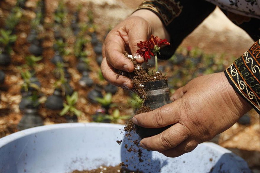 Palestinian Woman Plants Flowers In Israeli Army Tear Gas Grenades | Bored  Panda
