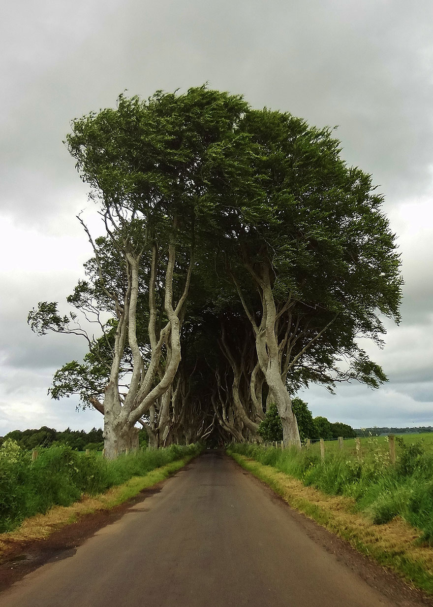 The Stunning Tree Tunnel You Saw On 'Game Of Thrones' is REAL And Can Be Found In Northern Ireland