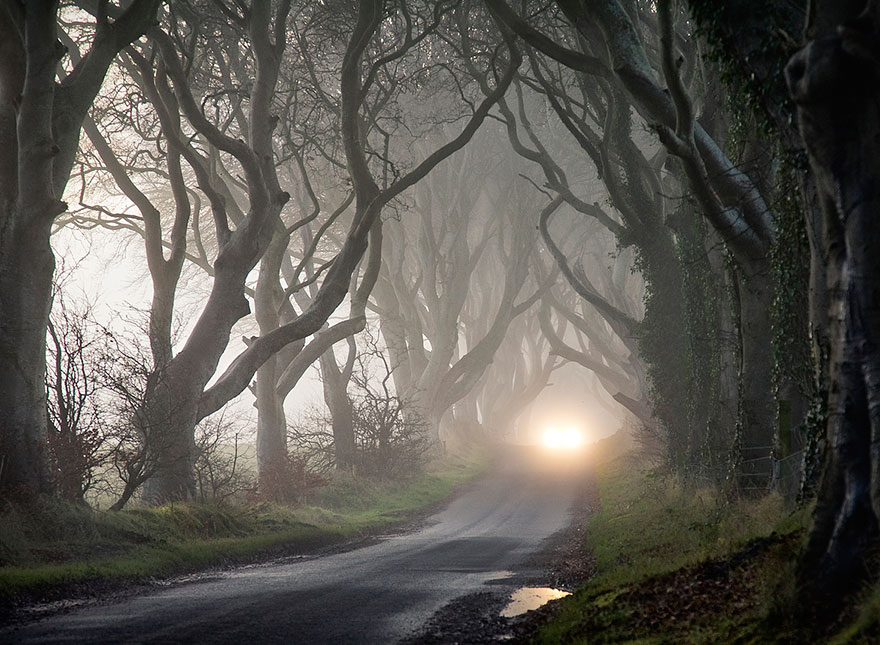 The Stunning Tree Tunnel You Saw On 'Game Of Thrones' is REAL And Can Be Found In Northern Ireland