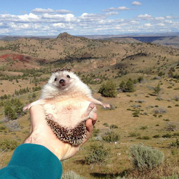biddy-cute-hedgehog-adventures-2
