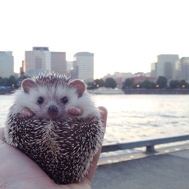 biddy-cute-hedgehog-adventures-23
