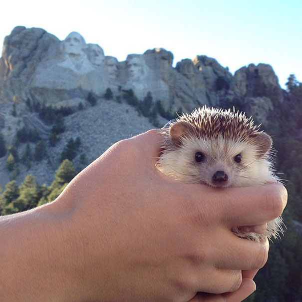 Meet Biddy, The Travelling Hedgehog