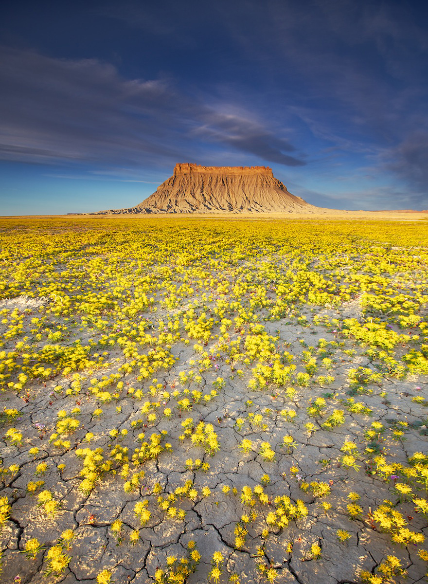 When Conditions Are Right, These Utah Deserts Explode With Colourful Flowers