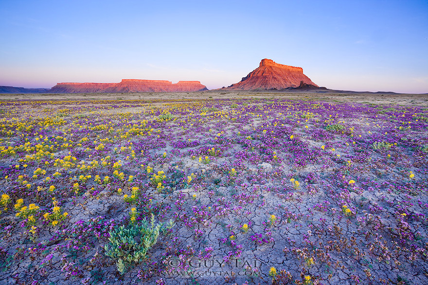 When Conditions Are Right, These Utah Deserts Explode With Colourful Flowers
