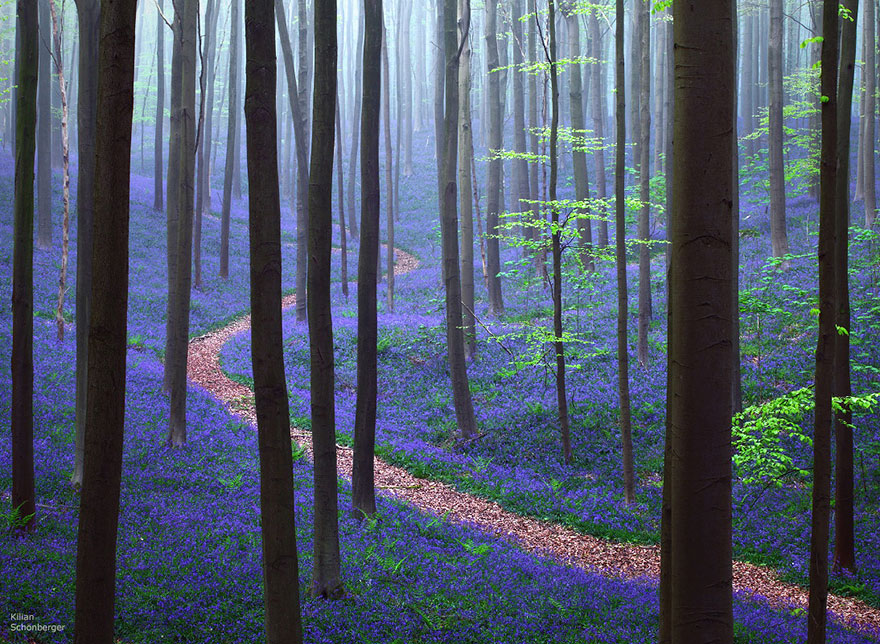 There's A Mystical Forest In Belgium All Carpeted With Bluebell Flowers