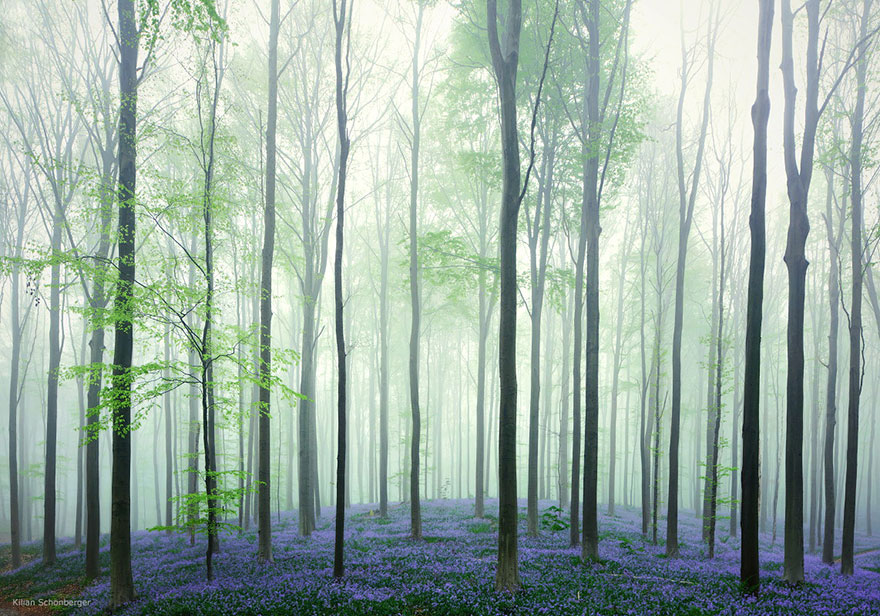 There's A Mystical Forest In Belgium All Carpeted With Bluebell Flowers
