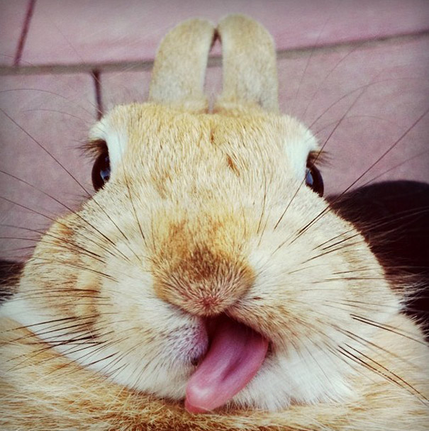 20 Adorable Bunnies Sticking Their Tongues Out