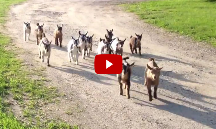44 Happy Baby Goats Going For Their Evening Run At Sunflower Farm
