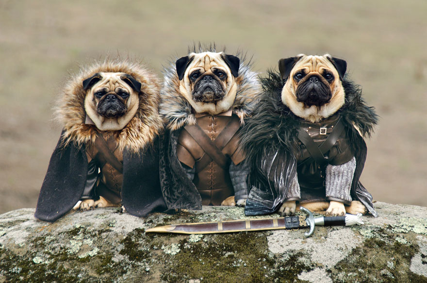 The Pugs Of Westeros: Three Pugs Re-enact Game Of Thrones