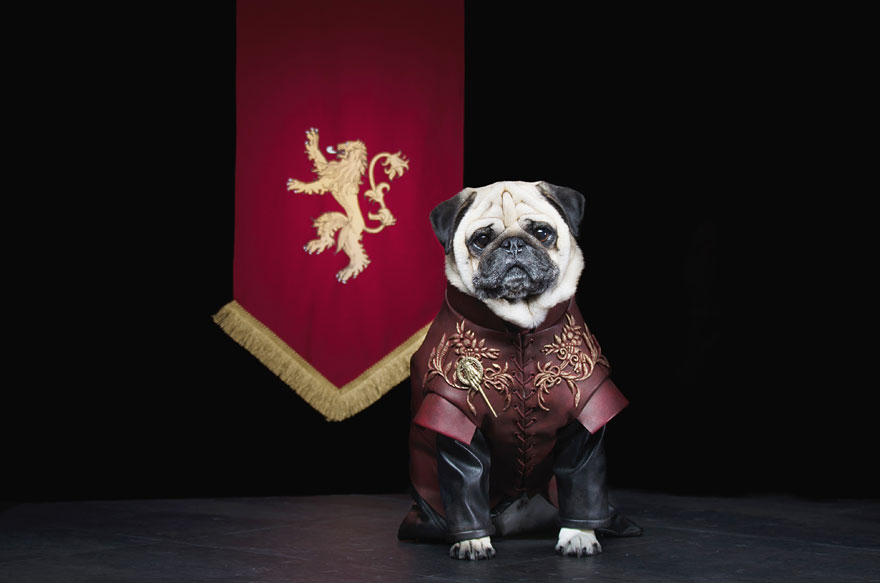 cute-pugs-game-of-thrones-pugs-of-westeros-3
