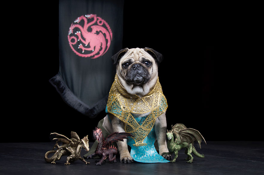 cute-pugs-game-of-thrones-pugs-of-westeros-4