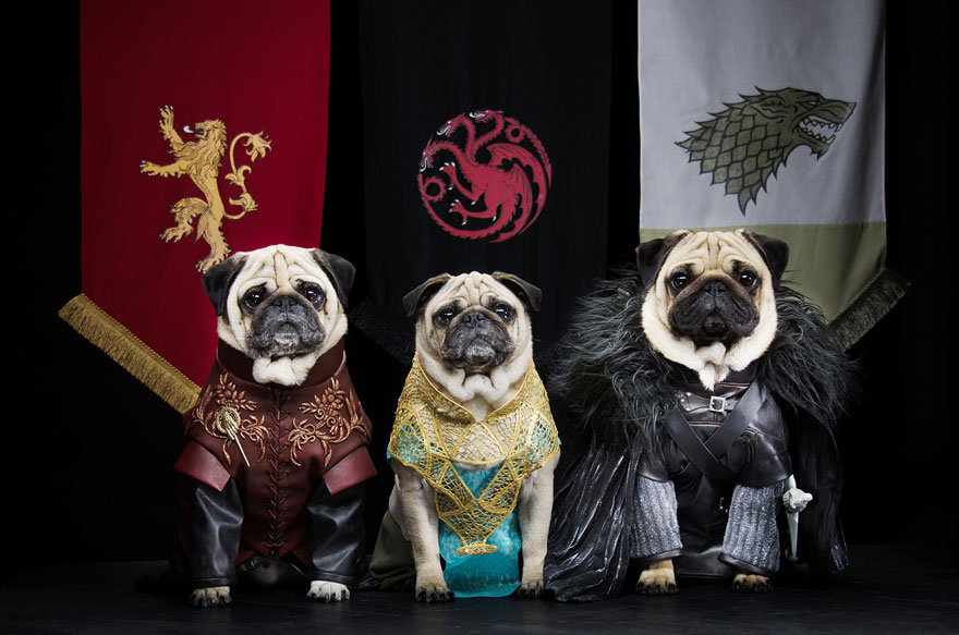 cute-pugs-game-of-thrones-pugs-of-westeros-9