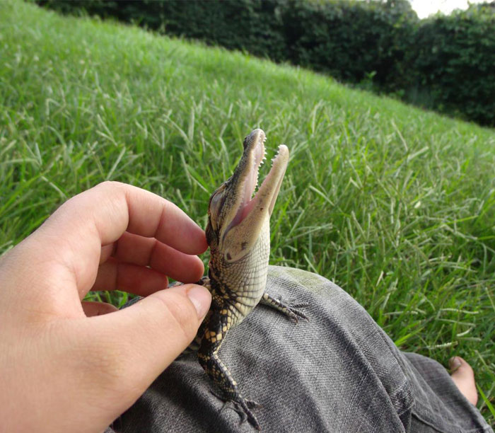 Reptiles Can Be Cute Too (87 Photos)