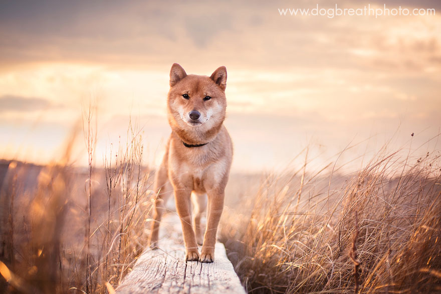 Photographer Lives Her Dream By Taking Expressive And Playful Dog Photos