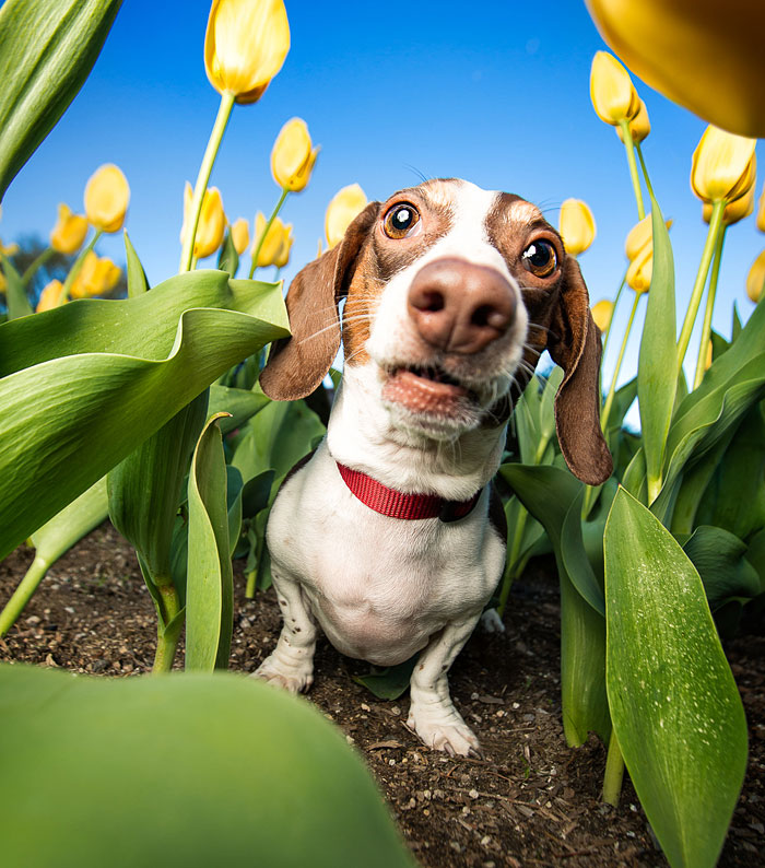 Photographer Lives Her Dream By Taking Expressive And Playful Dog Photos
