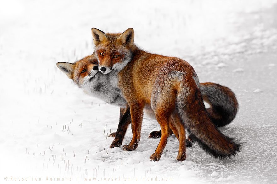 Stunning Wild Fox Photography By Roeselien Raimond