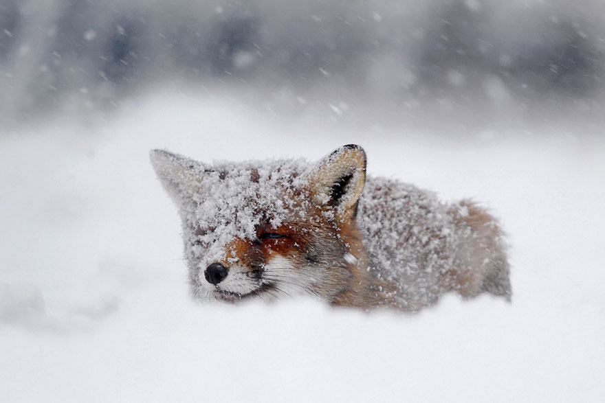 Stunning Wild Fox Photography By Roeselien Raimond
