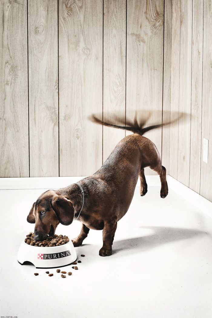 25 Cute And Funny Print Ads Starring Animals