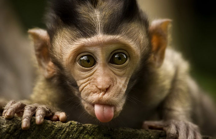 funny-animals-sticking-tongues-14