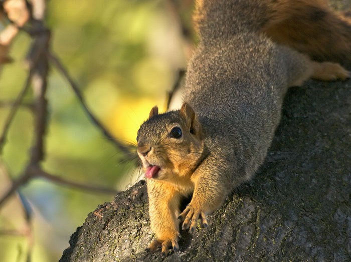 funny-animals-sticking-tongues-17
