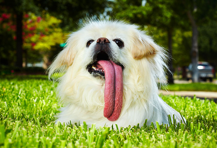 funny-animals-sticking-tongues-2