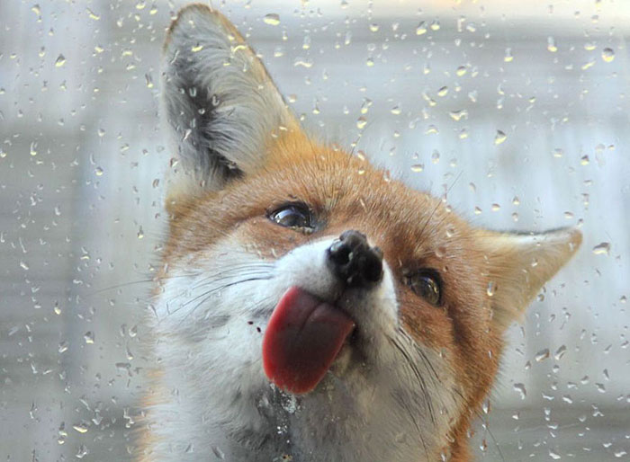 20 Cute And Hilarious Animals With Their Tongues Sticking Out