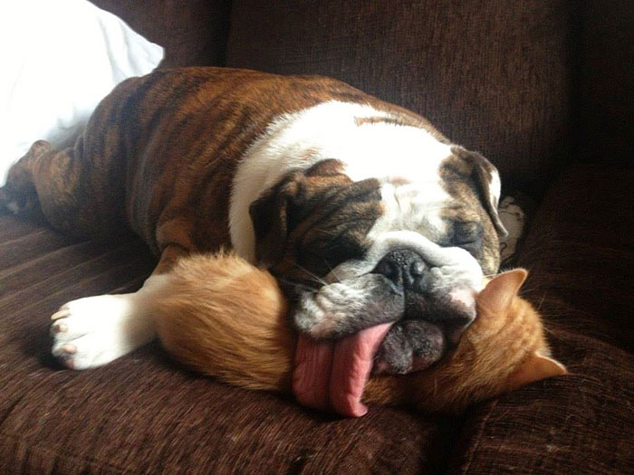 funny-animals-sticking-tongues-7