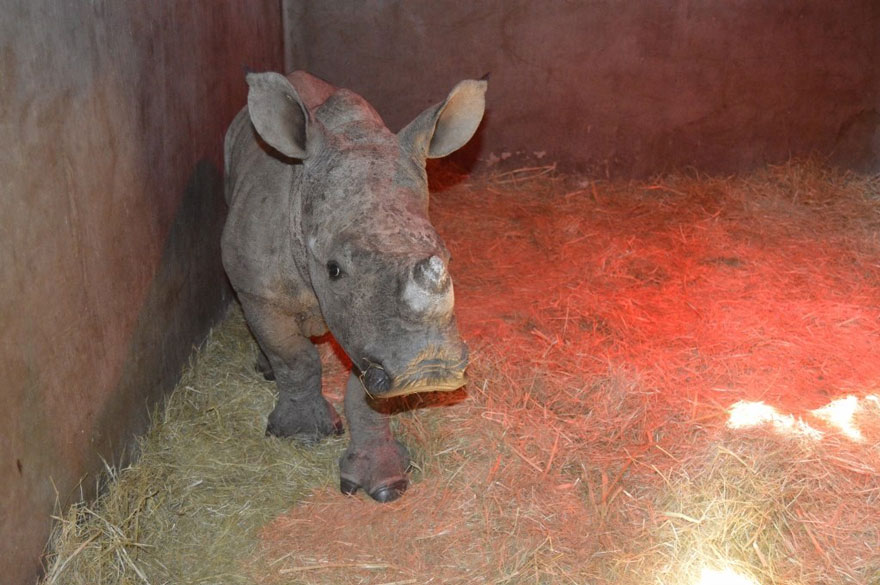 gertje-baby-rhino-rescue-hoedspruit-endangered-species-centre-5