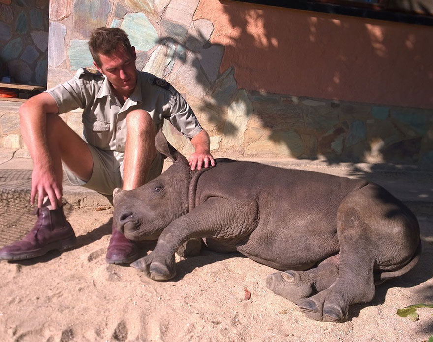 gertje-baby-rhino-rescue-hoedspruit-endangered-species-centre-6