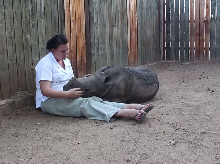 Baby Rhino Scared To Sleep Alone At Night After Losing Mother To Ruthless Poachers