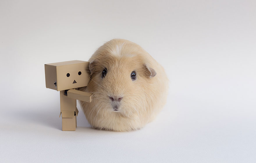 Booboo And His Friends Are The Most Adorable Guinea Pigs On The Internet