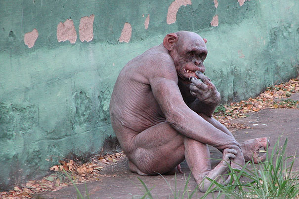 hairless and bald Chimpanzee sitting on ground 